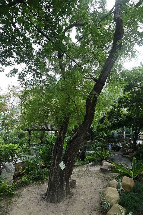 槐屬|香港動植物公園